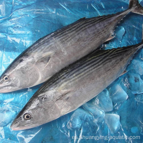 Bonito de pescado de atún congelado entero skipjack